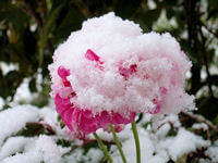 Geranie im Schnee