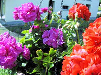 Bunte Geranien