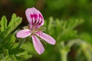 Rosenduftgeranie Pelargonium graveolens