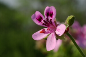 Kiefernadeln-Duft Pelargonium quercifolia