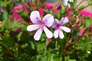 Zitronenduftgeranie Pelargonium crispum