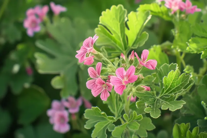 Duftpelargonien pflanzen, pflegen und überwintern