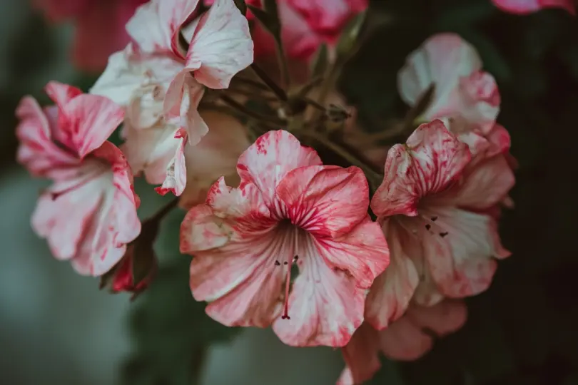 Verblüte Geranienblüten