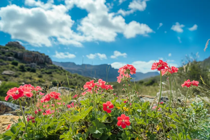 Geranien in Südafrika