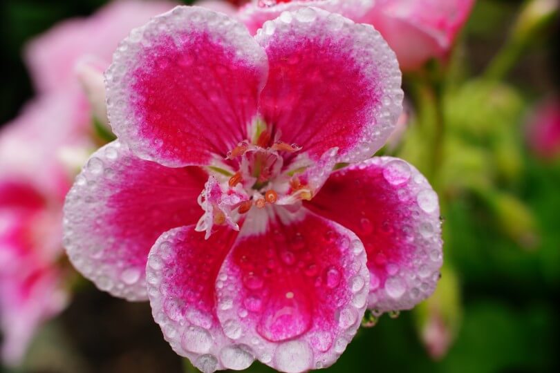Geranienblüte mit Regentropfen