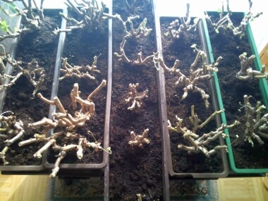 Geranien nach dem Rückschnitt frisch eingepflanzt und leicht angegossen.