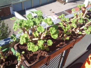 Neue große Blätter an Geranie