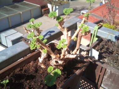 Geranie kleine neue Triebe