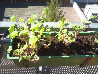 Geranie der Sonne entgegen