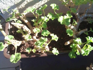 Geranie mit vielen neuen Blättern