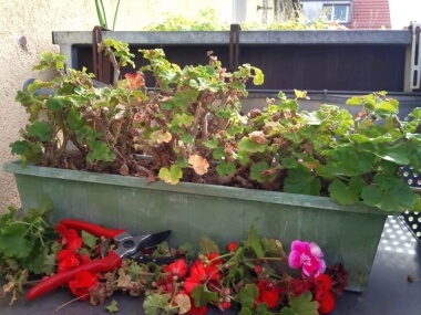 Nachdem (fast) alle Spitzen samt Blüten und Knospen an den Geranien entfernt wurden.