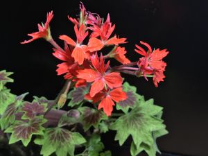 Pelargonium Stella Feuerwerk rot