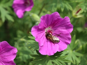 Storchschnabel mit Biene