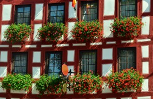 Hängegeranien am Fenster Hängegeranien am Fenster