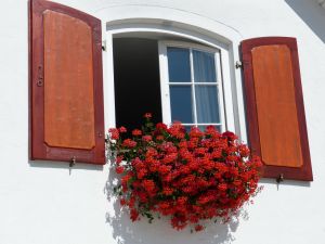 Hängegeranien am Fenster Rote Geranien hängend am Fenster