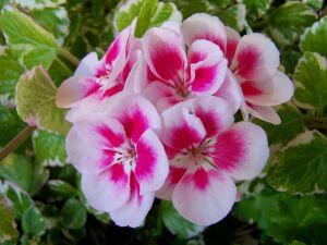 Geranie zweifarbig in weiß-rosa