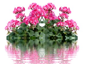 Stehende Geranie Pelargonium Zonale Stehende Geranie Pelargonium Zonale