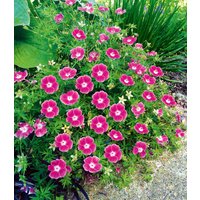 Geranium 'Max Frei'