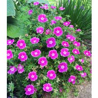 Geranium 'Max Frei'