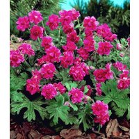 Winterharte Geranie 'Rote Burcs Double®'
