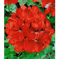Tiroler Hänge-Geranien 'Feuerrot'