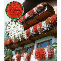 Tiroler Hänge-Geranien-Kollektion