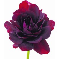 Hänge-Geranien 'Royal Night®'