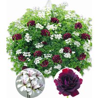 Hänge-Geranien-Mix 'Black & White'