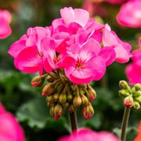 Rosa Geranie Amelie, im ca. 11 cm-Topf