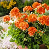 Orange Geranie, im ca. 11 cm-Topf