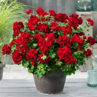 Calliope® Geranie Dark Red, im ca. 12 cm-Topf