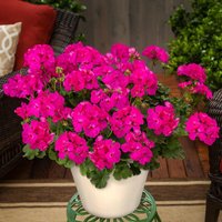 Calliope® Geranie Deep Rose, im ca. 12 cm-Topf