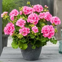 Calliope® Geranie Pink Splash, im ca. 12 cm-Topf