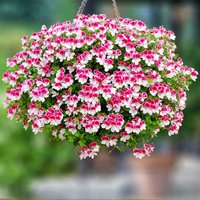 Knutschfleck-Geranie Bicolor(S), im ca. 11 cm-Topf