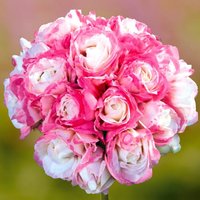 Rosengeranie Appleblossom, im ca. 12 cm-Topf