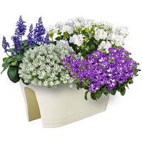 Sommerblumen-Set Maritim, im ca. 11/12 cm-Topf