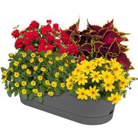 Sommerblumen-Set Leuchtender Sommer, im ca. 11/12 cm-Topf