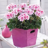 Geranie, pink-weiß